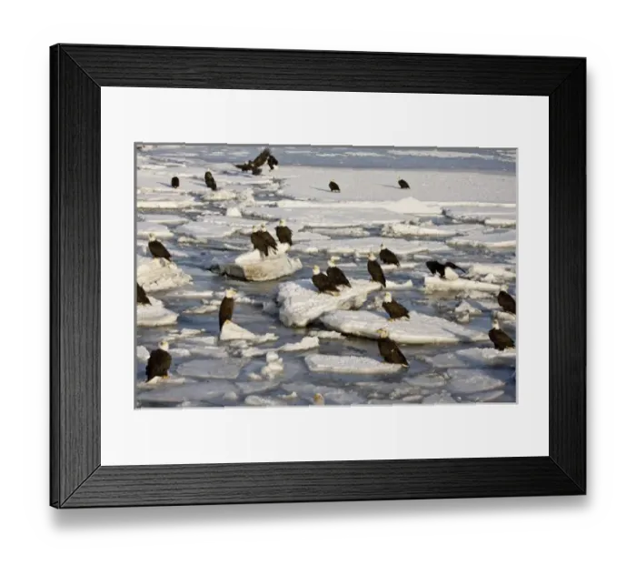 Framed Print : Bald Eagle, Haliaeetus leucocephalus, Homer, Alaska Framed Print : Bald Eagle, Haliaeetus leucocephalus, Homer, Alaska