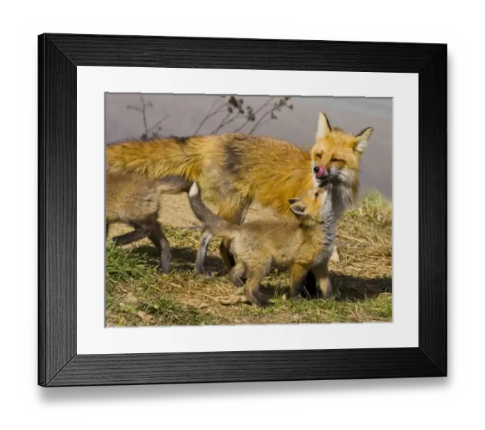 Framed Print : USA, North America, Colorado Framed Print : USA, North America, Colorado