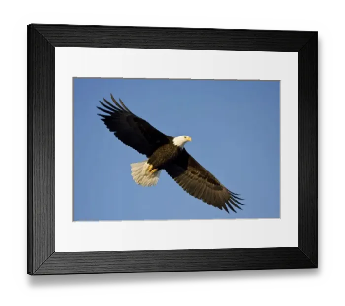 Framed Print : Bald Eagle, Haliaeetus leucocephalus, Homer, Alaska