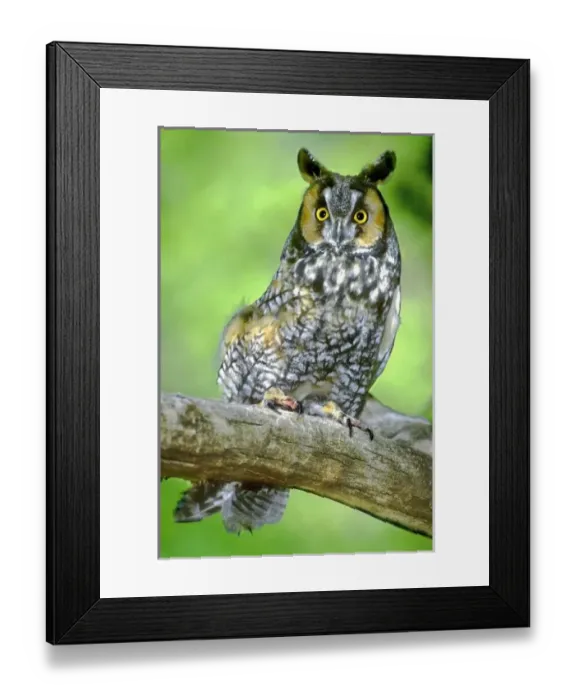 Framed Print : USA, North America, Colorado Framed Print : USA, North America, Colorado