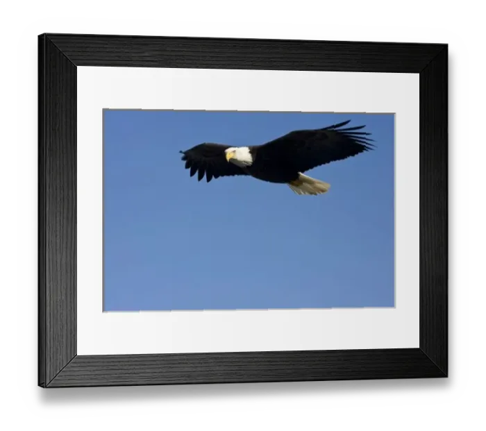 Framed Print : Bald Eagle in Flight, Haliaeetus leucocephalus, Homer, Alaska Framed Print : Bald Eagle in Flight, Haliaeetus leucocephalus, Homer, Alaska