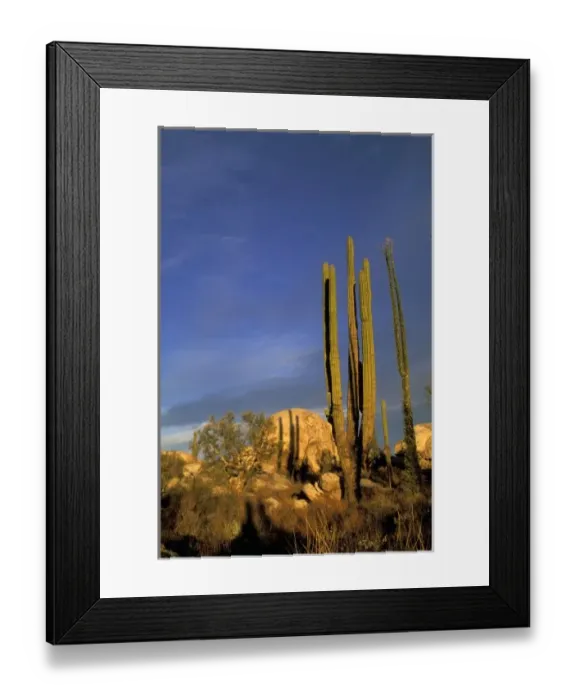 Framed Print : Mexico, Baja del Norte, Catavina Desert National Reserve. Cardon cactus Framed Print : Mexico, Baja del Norte, Catavina Desert National Reserve. Cardon cactus
