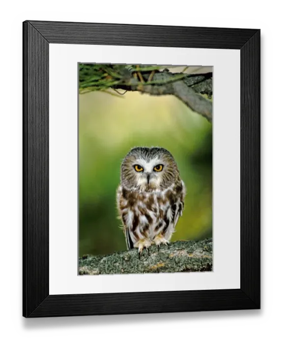 Framed Print : USA, North America, Colorado Framed Print : USA, North America, Colorado