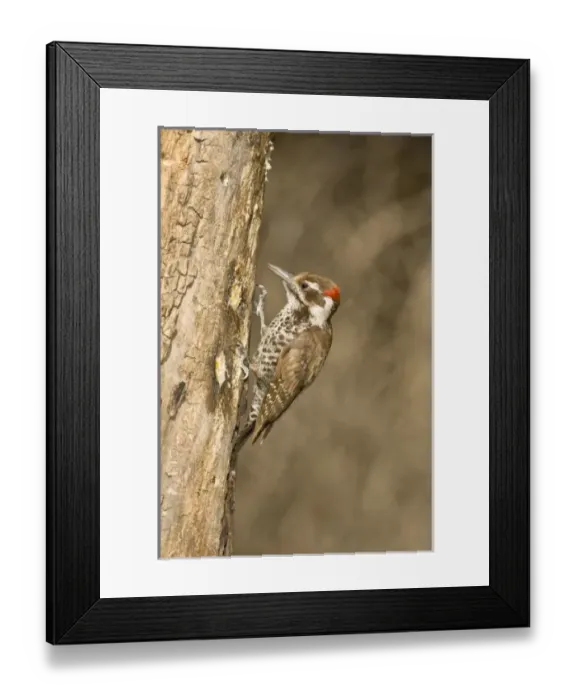 Framed Print : Arizona Woodpecker, Dendrocopos arizonae, South Eastern Arizona Framed Print : Arizona Woodpecker, Dendrocopos arizonae, South Eastern Arizona