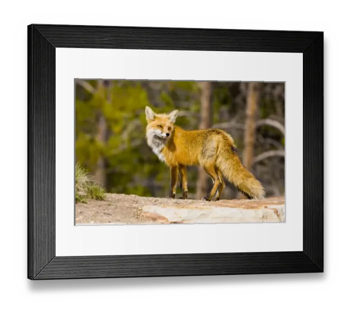 Framed Print : USA, North America, Colorado