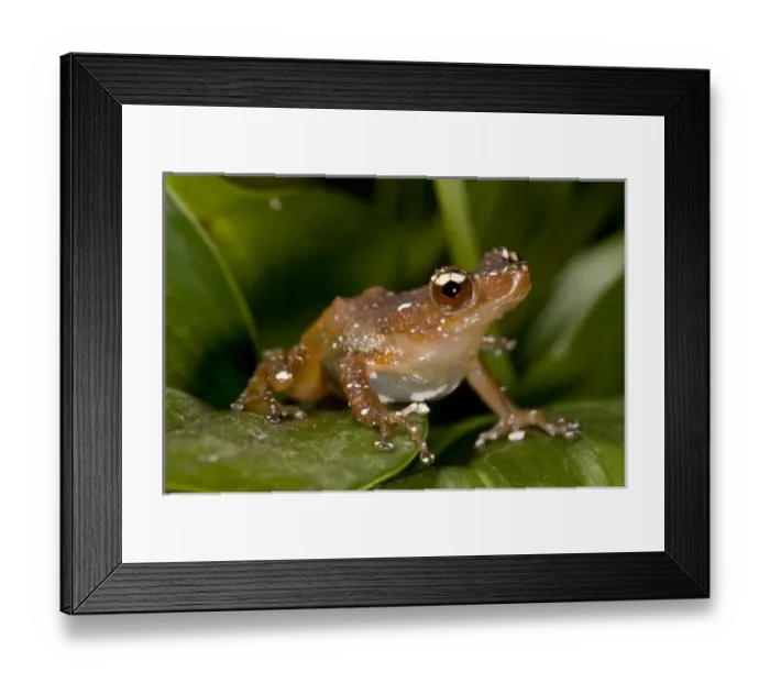 Framed Print : White Spotted Frog, Nytixalus pictus, Native to Malaysia Framed Print : White Spotted Frog, Nytixalus pictus, Native to Malaysia
