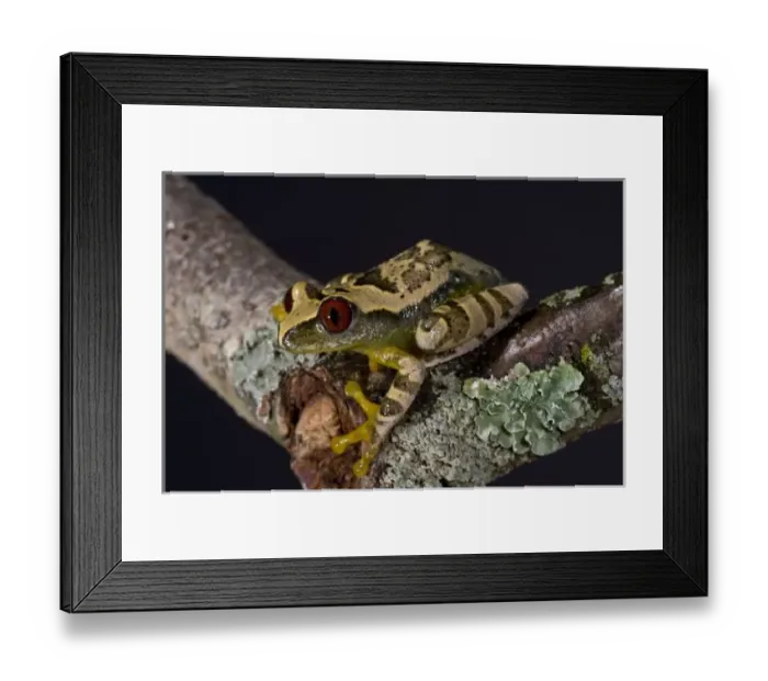 Framed Print : African Red Eye Framed Print : African Red Eye