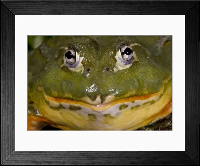Framed Print : Nature, Fauna Framed Print : Nature, Fauna
