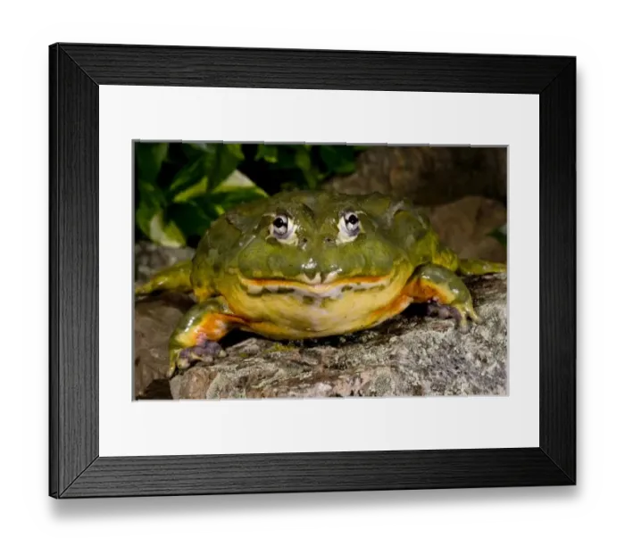 Framed Print : African Burrowing Framed Print : African Burrowing