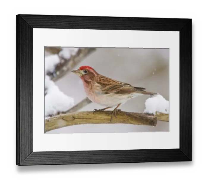 Framed Print : USA, Colorado, Frisco. Detail of male Cassins finch perched on branch Framed Print : USA, Colorado, Frisco. Detail of male Cassins finch perched on branch