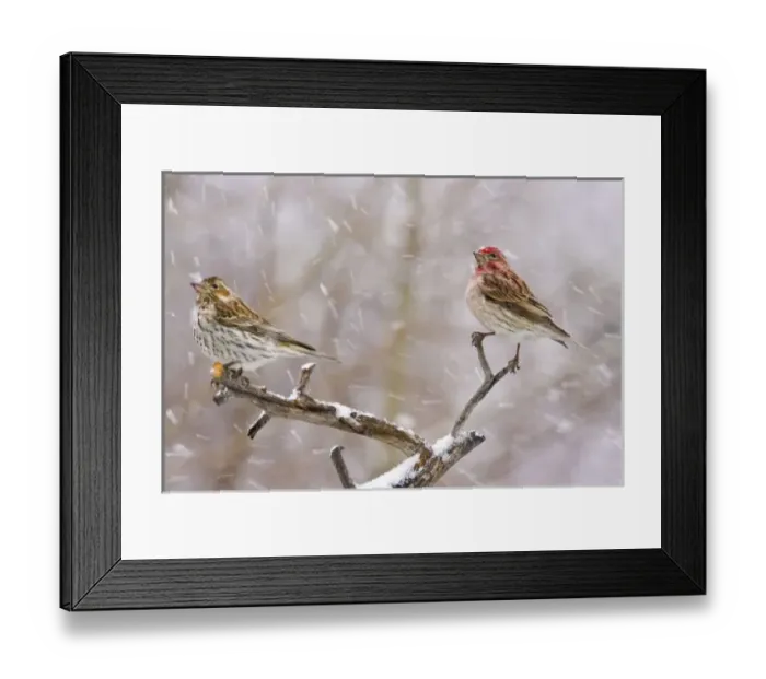 Framed Print : USA, Colorado, Frisco. Female and male Cassins finches in a blizzard. Credit as: Fred J