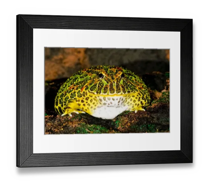 Framed Print : Ornate Horn Frog Framed Print : Ornate Horn Frog