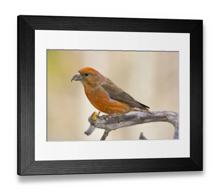 Framed Print : USA, Colorado, Frisco. Portrait of male red crossbill perched on limb. Credit as: Fred J