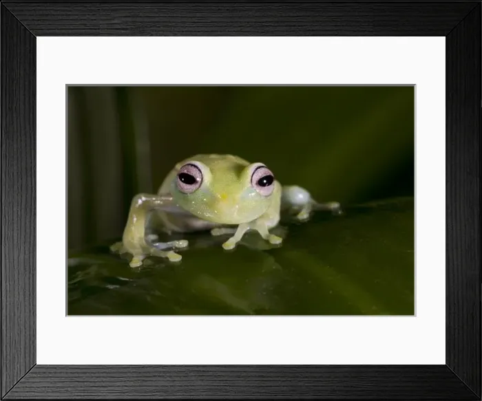 Framed Print : African Glass Frog, Hyperolius viridiflavus, Native to East and Southern Africa Framed Print : African Glass Frog, Hyperolius viridiflavus, Native to East and Southern Africa