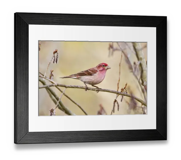 Framed Print : USA, Colorado, Frisco. Cassins finch on limb Framed Print : USA, Colorado, Frisco. Cassins finch on limb