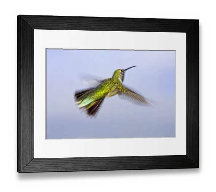Framed Print : USA, Colorado, Summit County, Heeney. Back view close-up of female rufous hummingbird in flight Framed Print : USA, Colorado, Summit County, Heeney. Back view close-up of female rufous hummingbird in flight