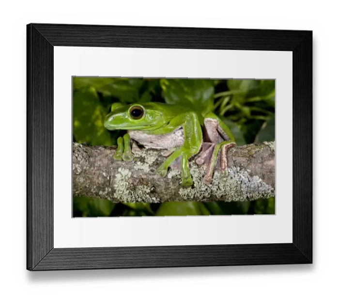 Framed Print : Giant Gliding Frog