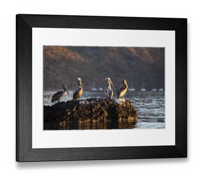 Framed Print : Brown pelicans on rock in Puerto Escondido near Loreto Mexico