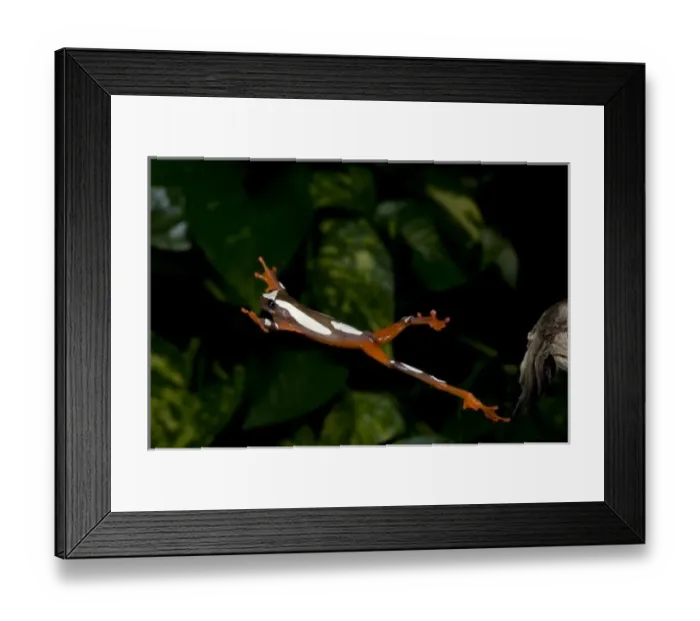 Framed Print : Clown Treefrog, Hyla leucophylatta, Native to Surinam Framed Print : Clown Treefrog, Hyla leucophylatta, Native to Surinam