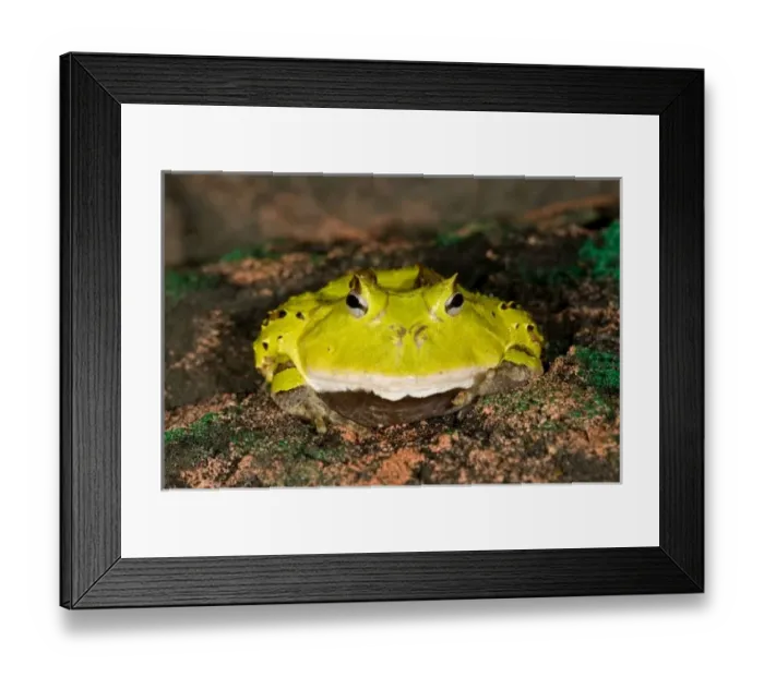 Framed Print : Brazilian Horn Framed Print : Brazilian Horn