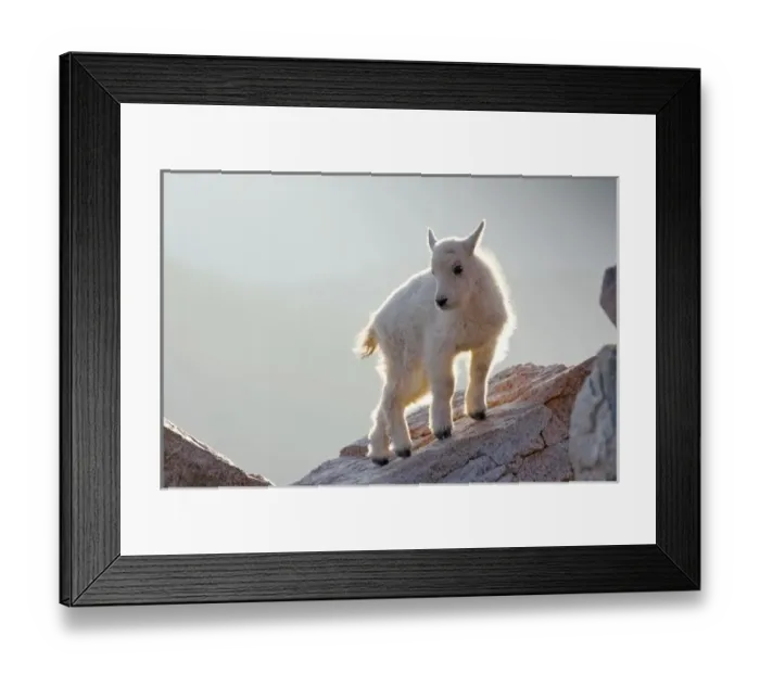Framed Print : USA, Colorado, Mt. Evans. Close-up of young mountain goat kid backlit on rock Framed Print : USA, Colorado, Mt. Evans. Close-up of young mountain goat kid backlit on rock