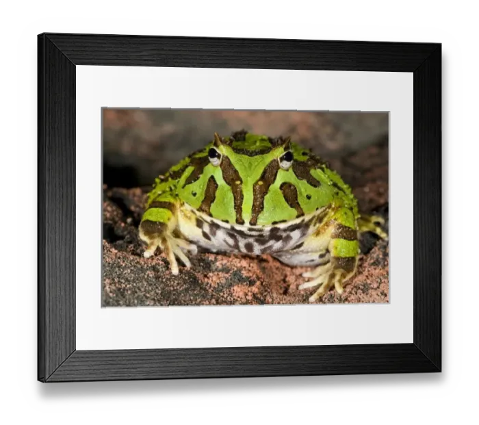 Framed Print : Nature, Fauna Framed Print : Nature, Fauna