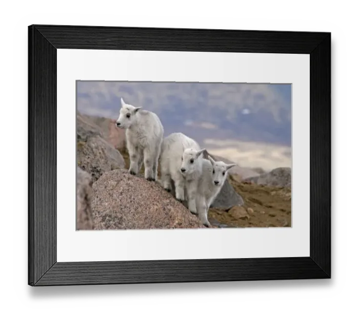 Framed Print : USA, Colorado, Mt. Evans. Three mountain goat kids on rock Framed Print : USA, Colorado, Mt. Evans. Three mountain goat kids on rock