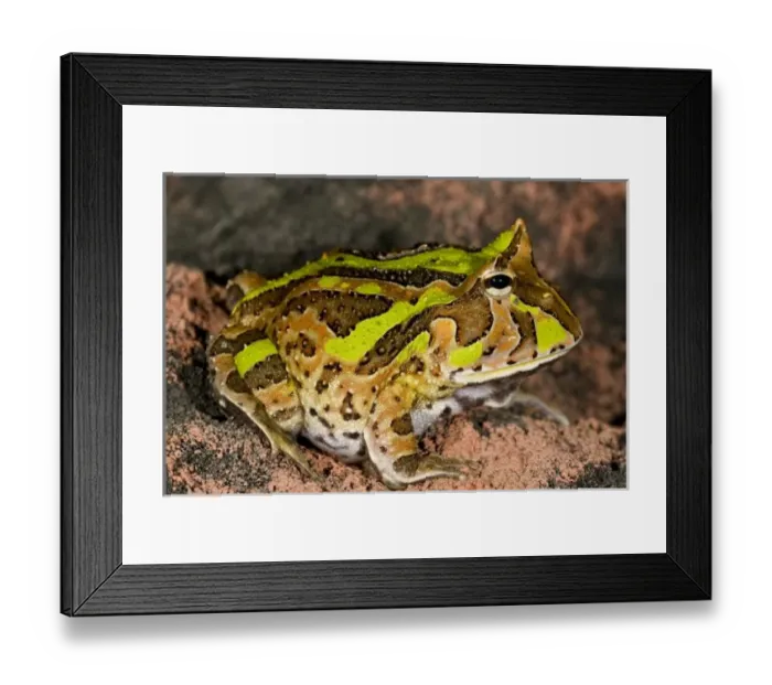 Framed Print : Unknown. Brazilian Horn Frog. Ceratophrys cornuta. Native to Brazil, Amazon
