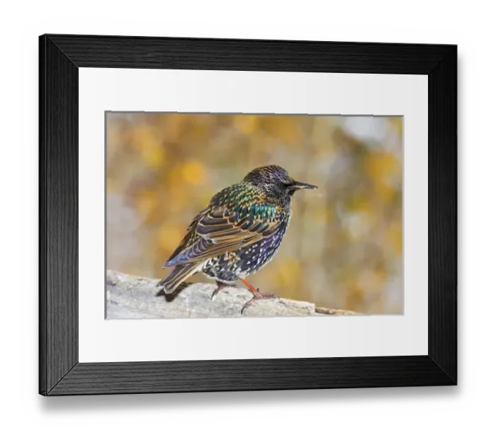 Framed Print : USA, Colorado, Frisco. Close-up of European starling bird standing on log. Credit as Framed Print : USA, Colorado, Frisco. Close-up of European starling bird standing on log. Credit as