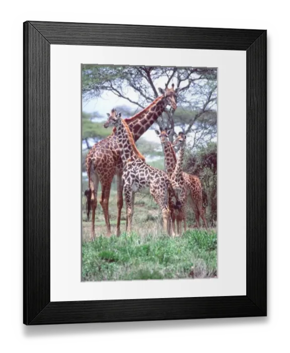Framed Print : Giraffe Group or Herd w / Young, Giraffa camelopardalis, Tanzania Africa 2005 Framed Print : Giraffe Group or Herd w / Young, Giraffa camelopardalis, Tanzania Africa 2005