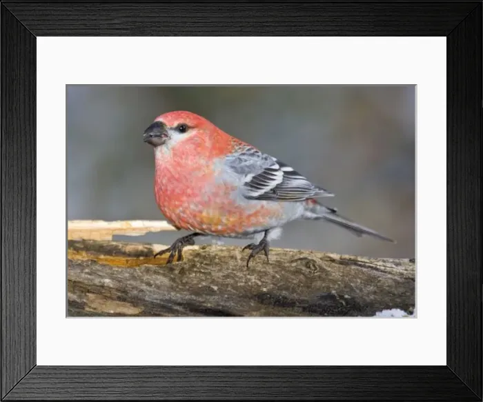 Framed Print : USA, Colorado, Frisco. Close-up of male pine grosbeak bird on log. Credit as: Fred J Framed Print : USA, Colorado, Frisco. Close-up of male pine grosbeak bird on log. Credit as: Fred J