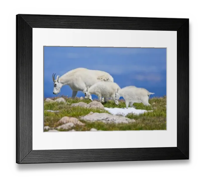 Framed Print : USA, Colorado, Mount Evans. Close-up of female mountain goat with two kids walking on ridgeFred J