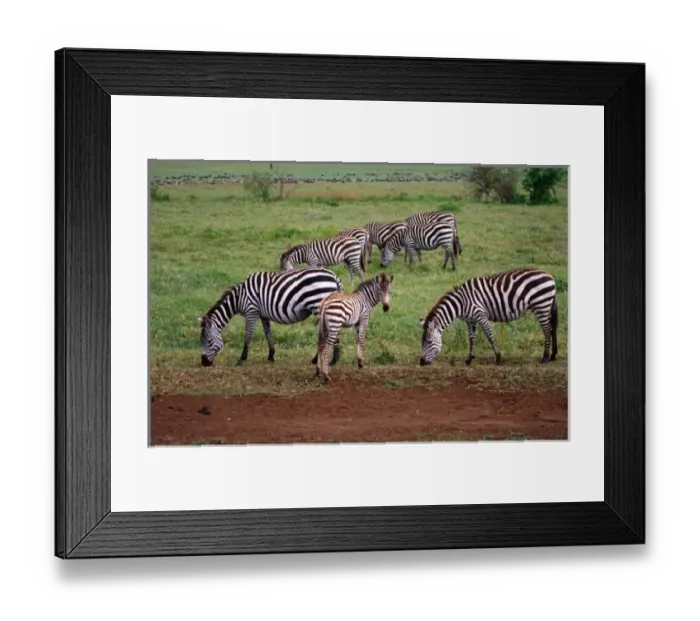 Framed Print : Nature, Fauna Framed Print : Nature, Fauna