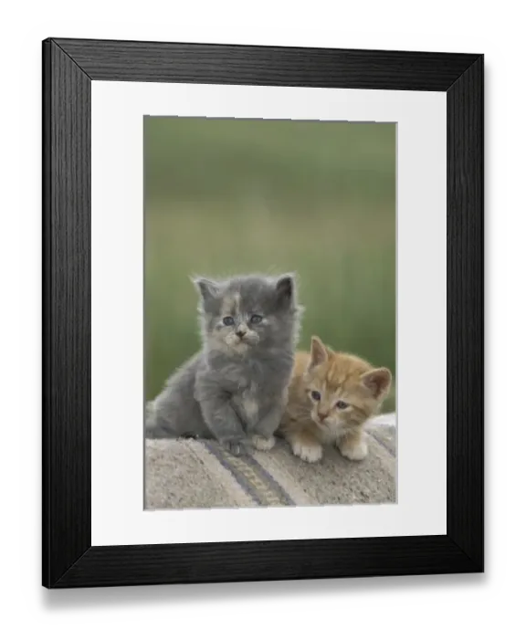 Framed Print : USA, North America, Colorado Framed Print : USA, North America, Colorado