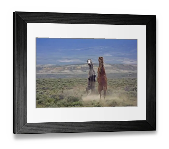 Framed Print : USA, Colorado, Moffat County. Two wild horses fighting