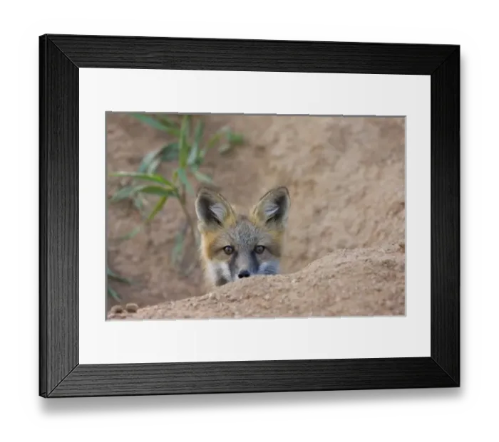Framed Print : USA, Colorado, Pike National Forest. Shy red fox kit near den site