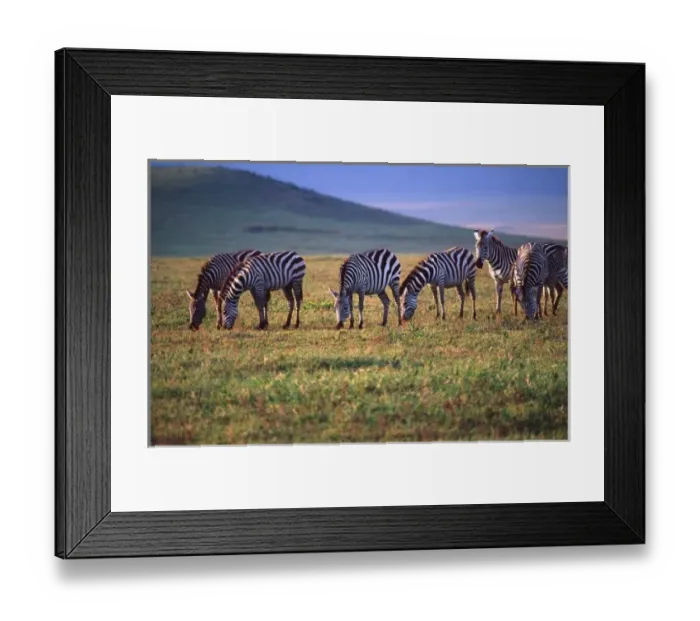 Framed Print : Nature, Fauna Framed Print : Nature, Fauna