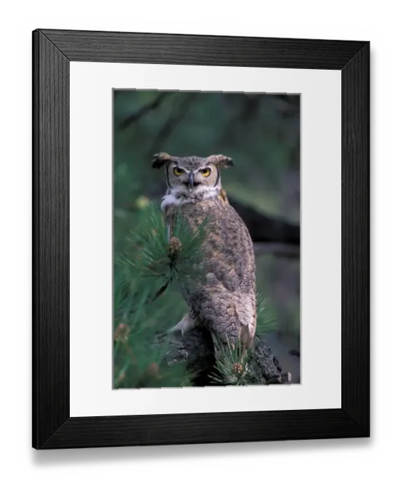 Framed Print : USA, CO, Colorado Springs. Great Horned Owl in pine tree Framed Print : USA, CO, Colorado Springs. Great Horned Owl in pine tree