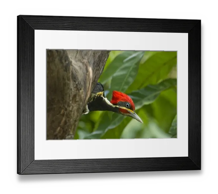 Framed Print : Mexico, Tamaulipas State. Male lineated woodpecker looking out from cavity nest Framed Print : Mexico, Tamaulipas State. Male lineated woodpecker looking out from cavity nest