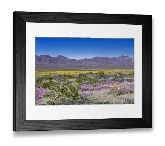 Framed Print : Sand Verbena & Desert Gold at Amboy Crater, CA, USA Framed Print : Sand Verbena & Desert Gold at Amboy Crater, CA, USA