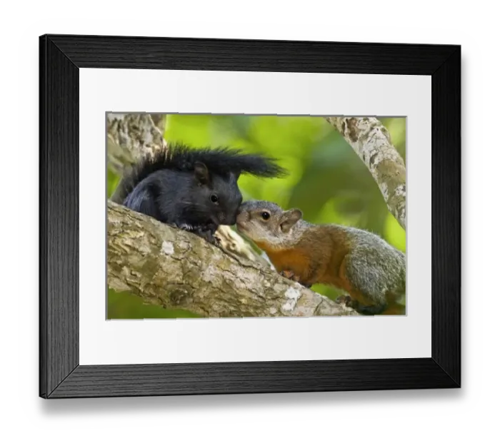 Framed Print : North America, Mexico