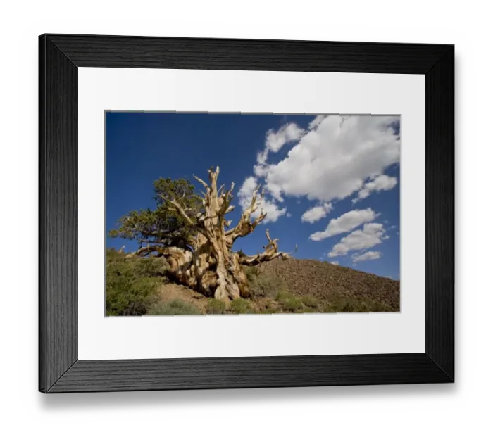 Framed Print : Bristlecone pine in Ancient Bristlecone Forest, Big Pine, California; White Mountains Framed Print : Bristlecone pine in Ancient Bristlecone Forest, Big Pine, California; White Mountains