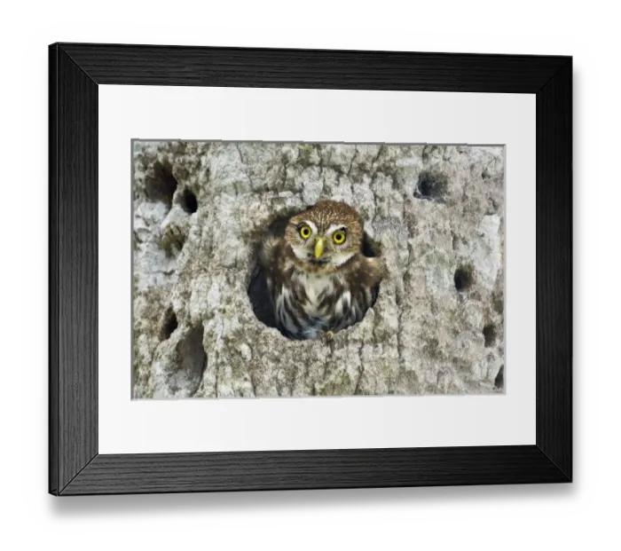 Framed Print : Mexico, Tamaulipas State. Ferruginous pygmy owl in cavity nest Framed Print : Mexico, Tamaulipas State. Ferruginous pygmy owl in cavity nest