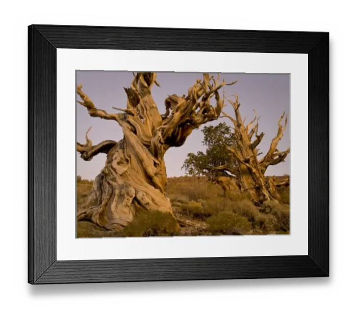 Framed Print : Ancient Bristlecone Forest, White Mountains, CA Framed Print : Ancient Bristlecone Forest, White Mountains, CA