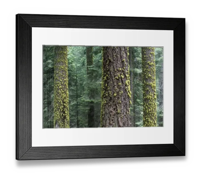Framed Print : Giant Sequoia trees in the forest, Sequoia and Kings Canyon National Park, California Framed Print : Giant Sequoia trees in the forest, Sequoia and Kings Canyon National Park, California