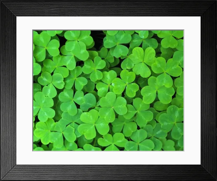 Framed Print : USA, California, Jedediah Smith Rewood SP. Redwood sorrel, found in Jedediah Smith Redwood SP Framed Print : USA, California, Jedediah Smith Rewood SP. Redwood sorrel, found in Jedediah Smith Redwood SP