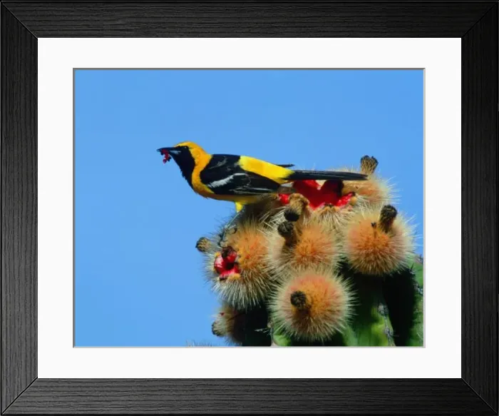 Framed Print : Hooded Oriole, male, eating cactus blossum fruit