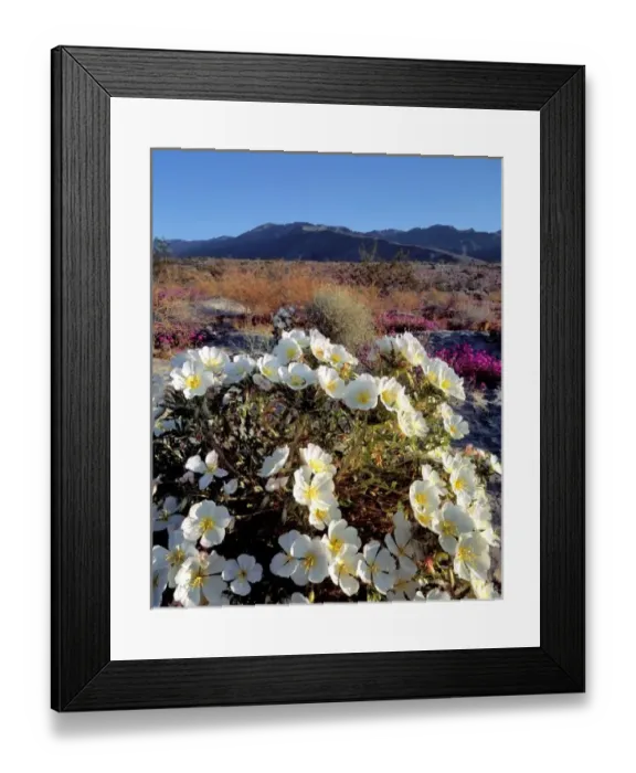 Framed Print : USA, California, Anza-Borrego DSP. Dune evening primrose catch late light in Anza-Borrego Framed Print : USA, California, Anza-Borrego DSP. Dune evening primrose catch late light in Anza-Borrego