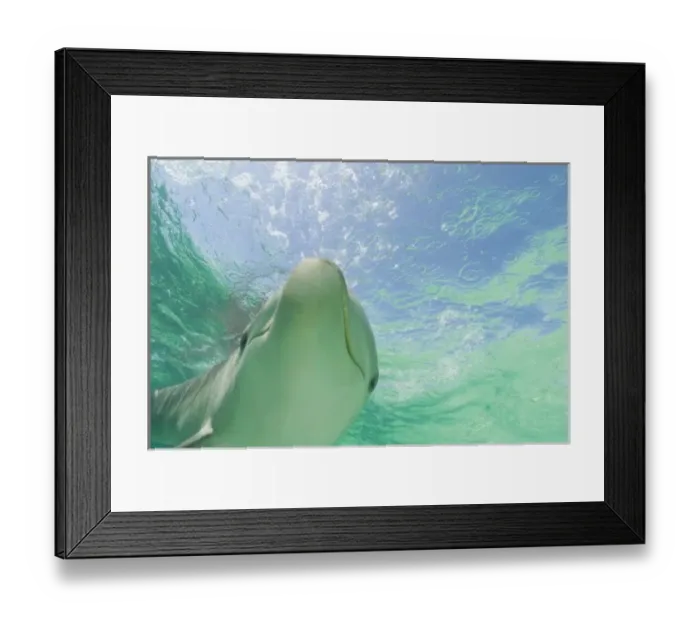 Framed Print : Bottlenose Dolphins (Tursiops truncatus) Caribbean Sea near Roatan, Honduras