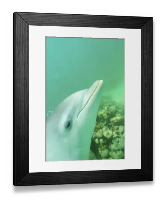 Framed Print : Bottlenose Dolphins (Tursiops truncatus) Caribbean Sea Framed Print : Bottlenose Dolphins (Tursiops truncatus) Caribbean Sea